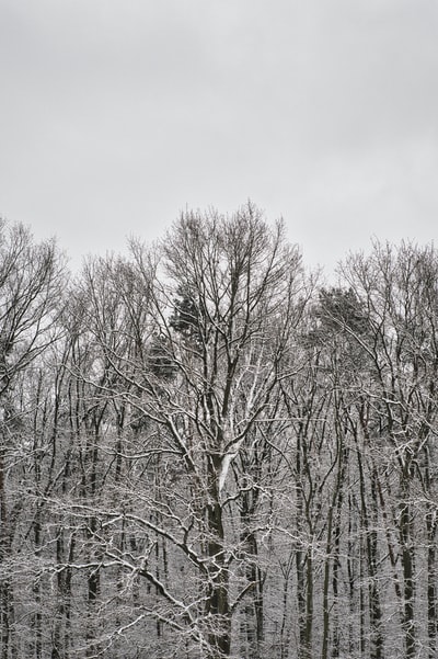 光秃秃的树木覆盖着雪白天
